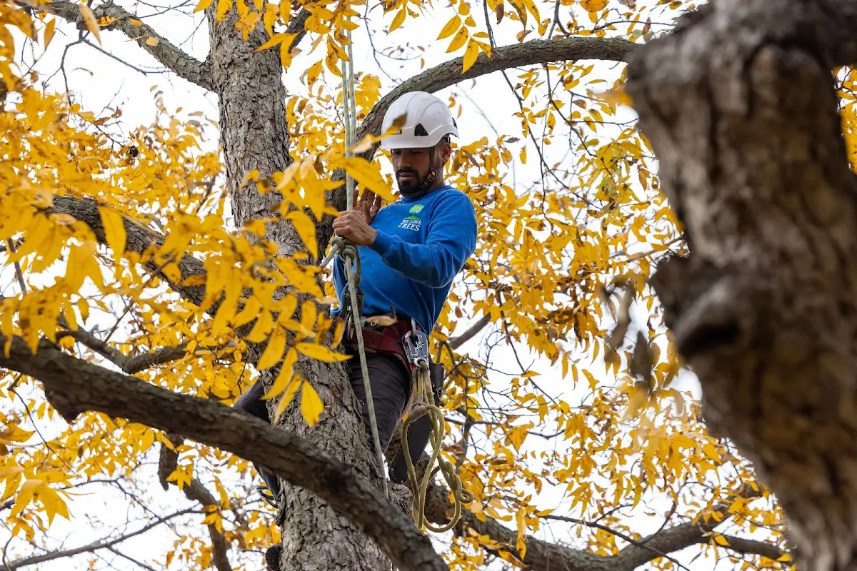 Skilled Tree Planing crew working in Bunker Hill