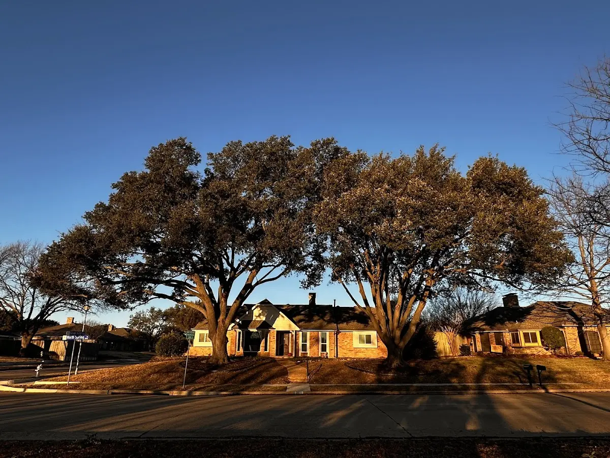 Established residential canopy tree shading a home in Bunker Hill